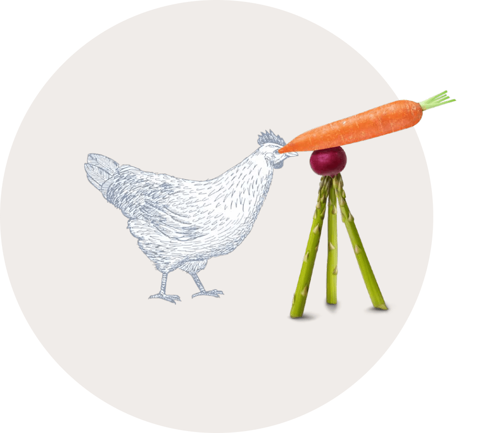 Chicken Photo